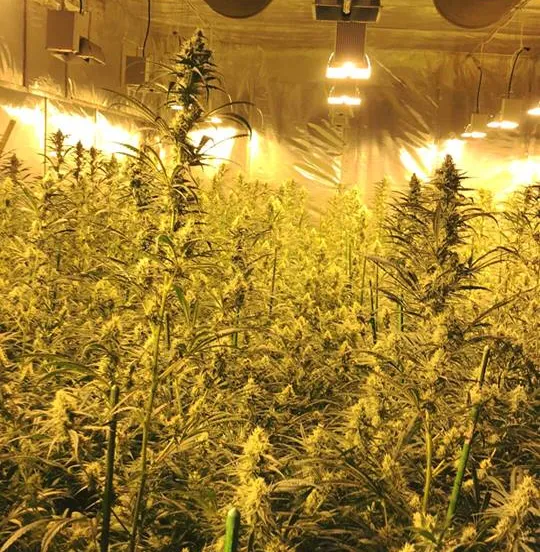 53364381 2559794790701591 5074249353346940928 n