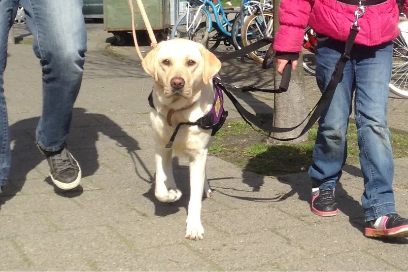 autismegeleidehond