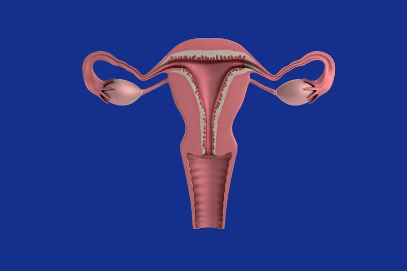 baarmoederhals therapractice pixabay