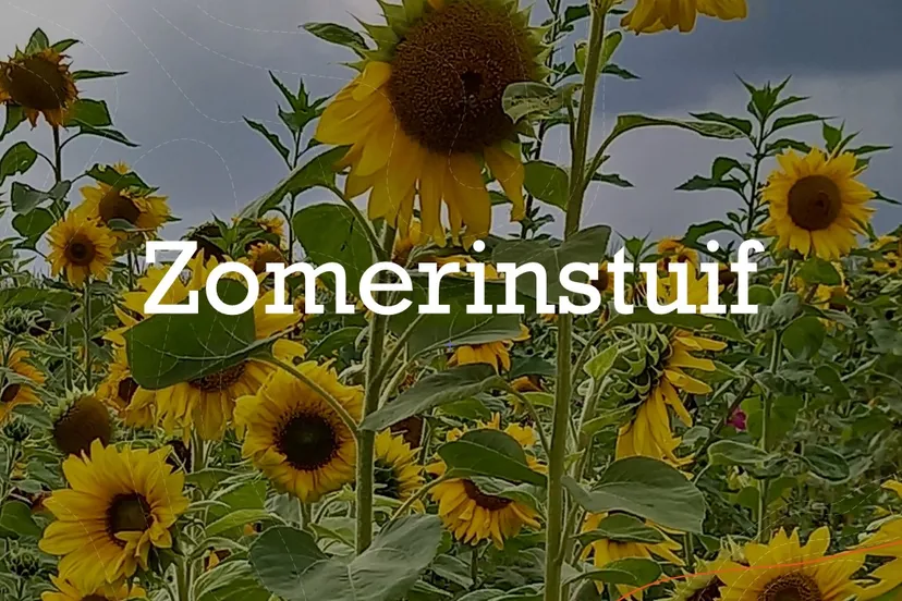 beeld zomerinstuif zonnebloemen