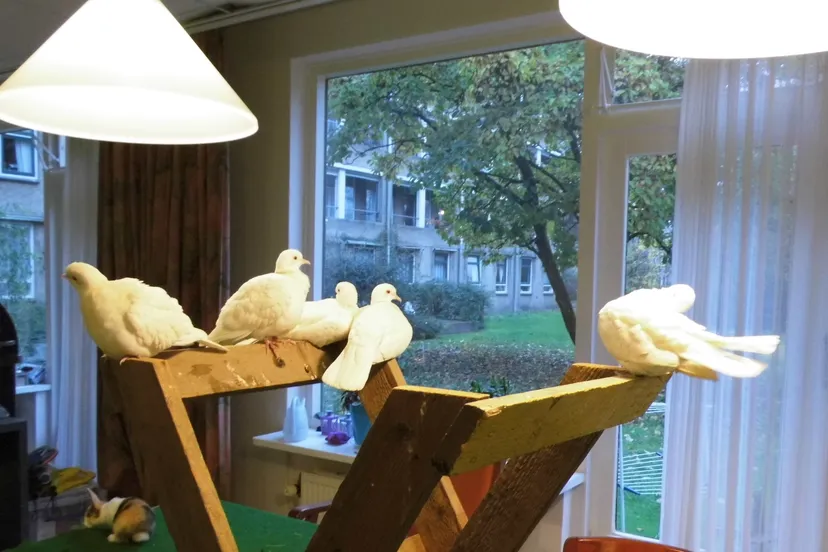 beestenboel op beekdal