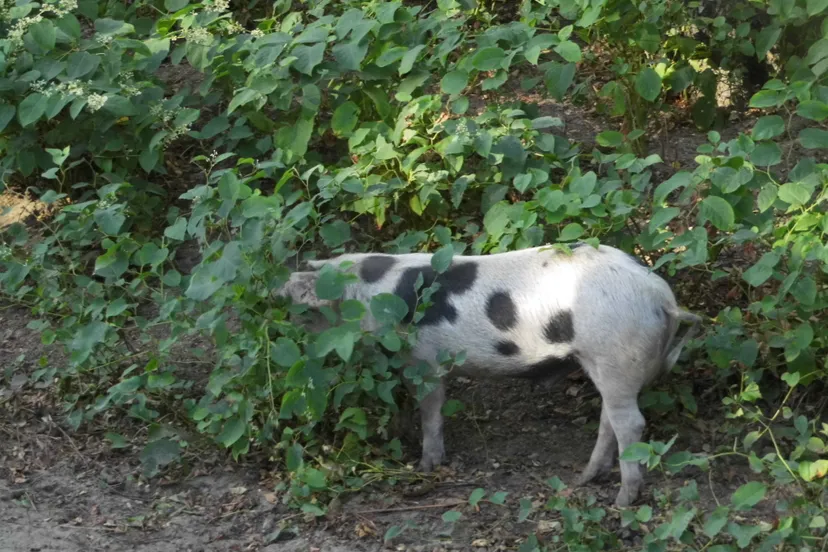 bentheimers september 2016 9