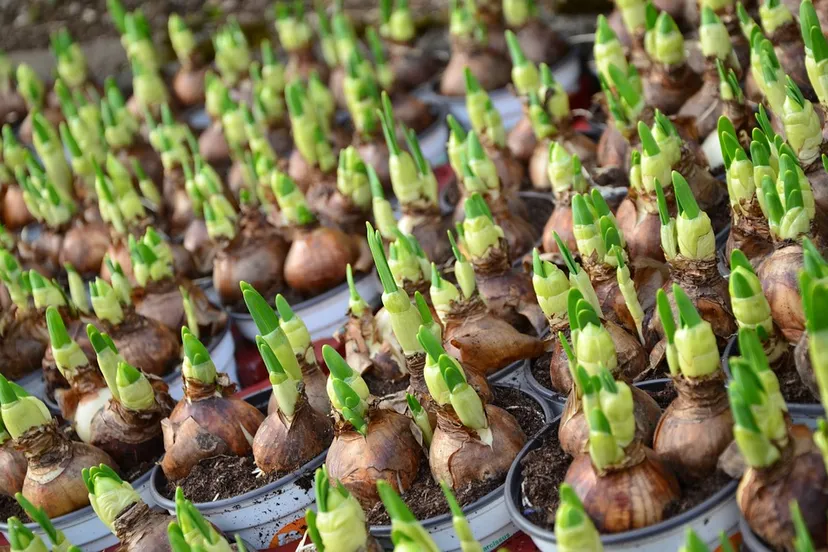 bloembollen condesign pixabay