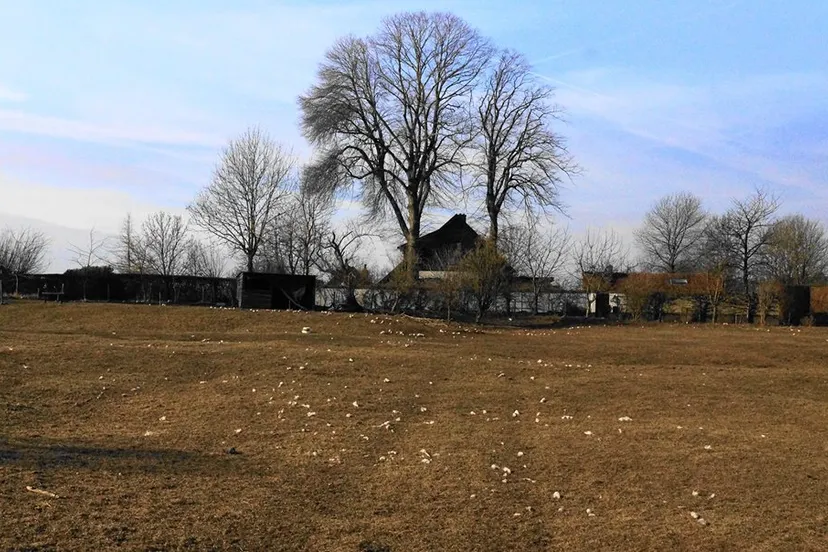 bokkedijk schapen 5