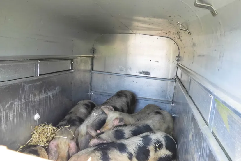 bonte bentheimers 01