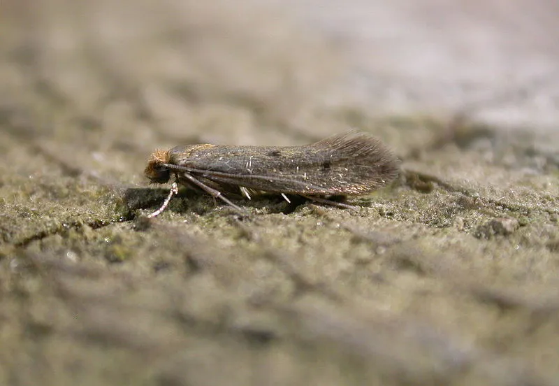 bruingevlekte klerenmot niditinea fuscella donals hobern cc 20