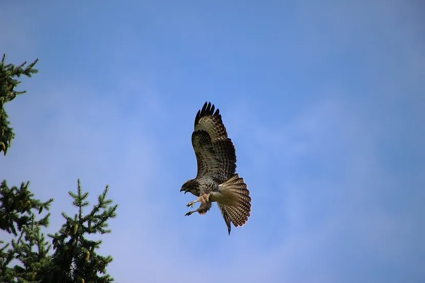 buizerd fauke pixabay