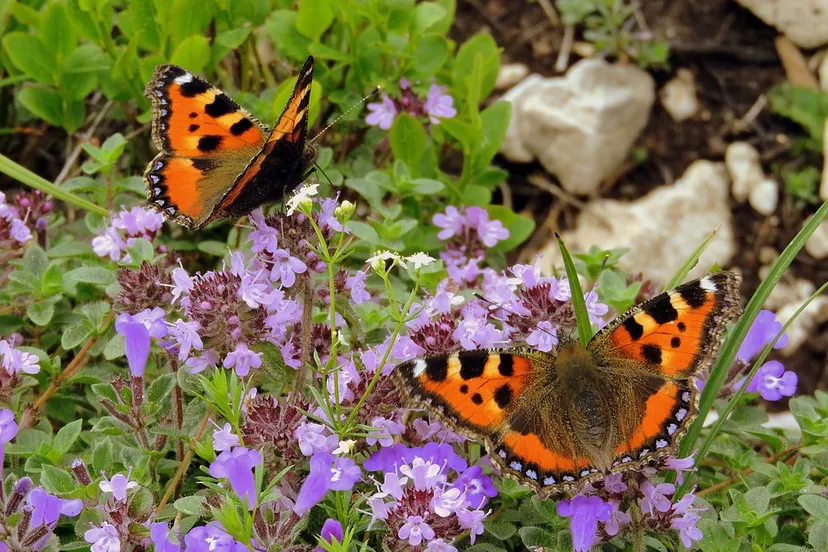 butterflies pcdazero pixabay