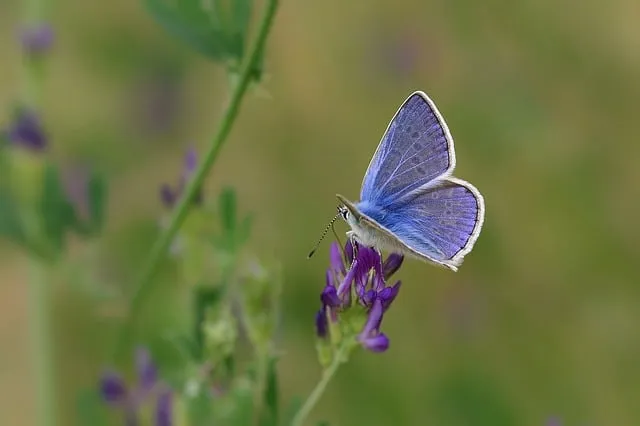 butterfly 5241748 640