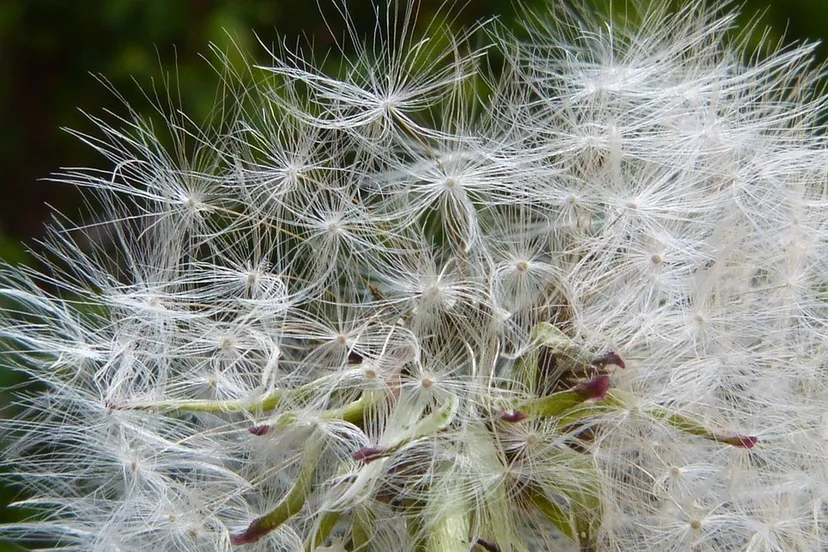 dandelion tintenfieber pixabay