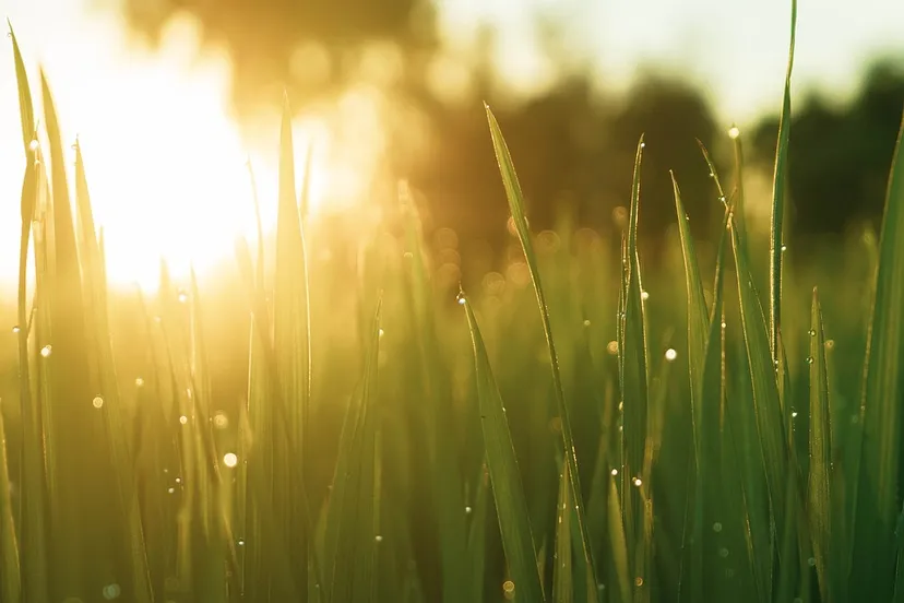 dauw thuanvo pixabay