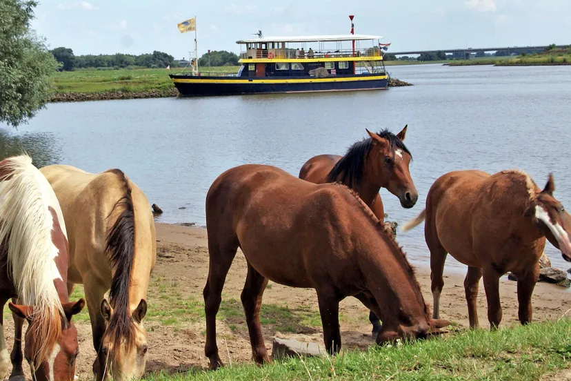 de blauwe bever jufferswaard 03