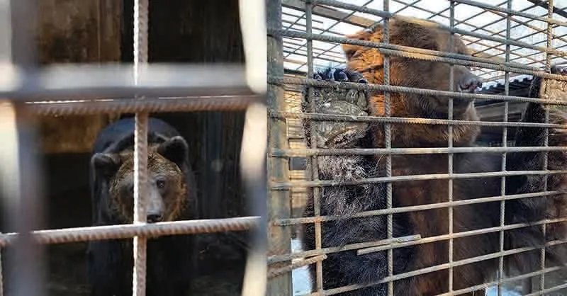 de twee beren in oekraine