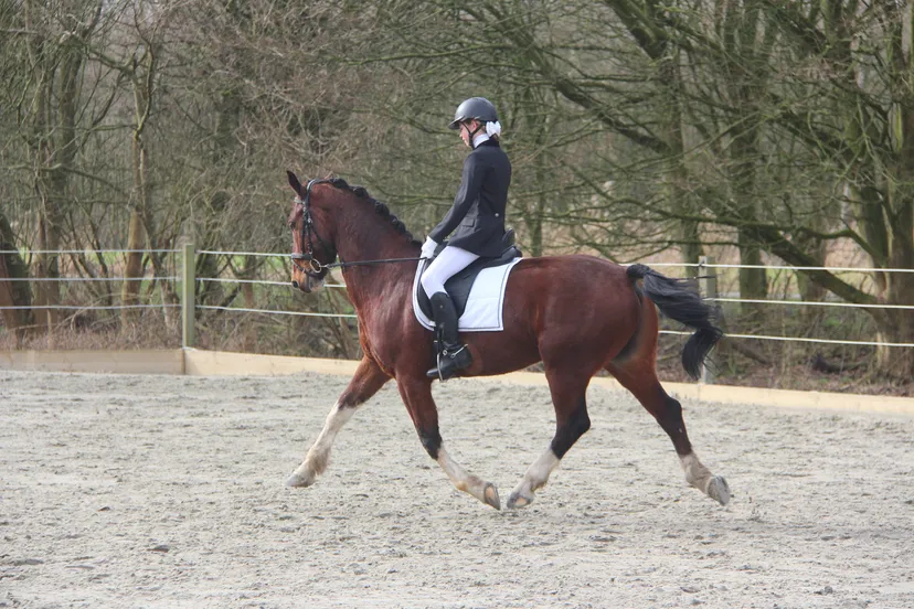 dressuurpaard