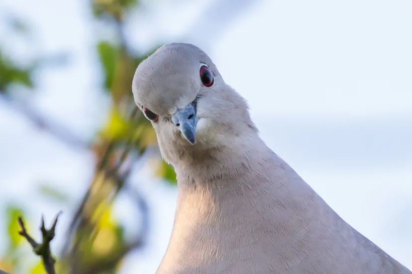 duif theotherkey pixabay