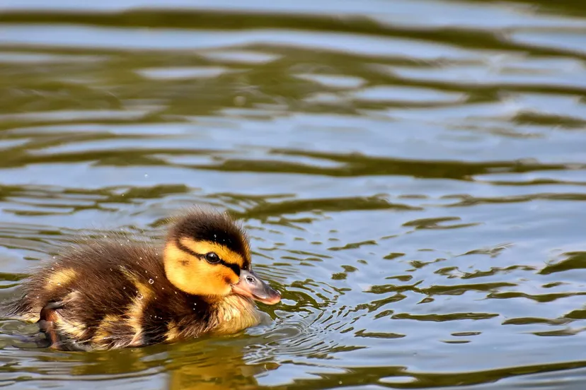 eendje water alexas fotos pixabay