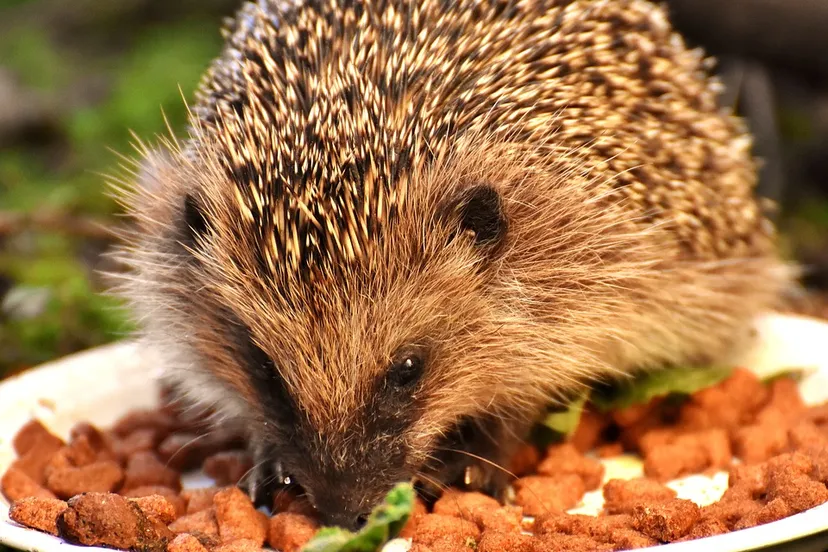 egel alexas fotos pixabay