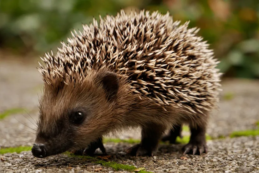 egel mr src via pixabay