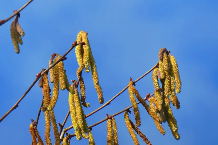 elzepollen elsemagriet cc 0 pexels