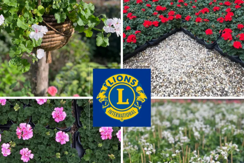 geraniumactie 1024x1024 1