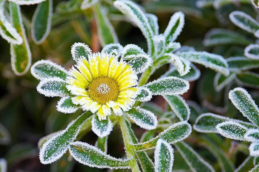 grondvorst erich westendarp pixabay