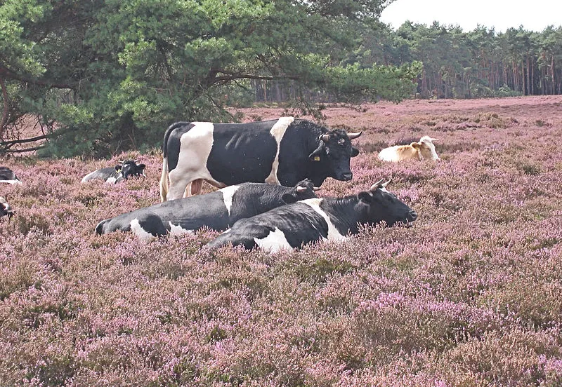 heidekoe rasbak wikimedia