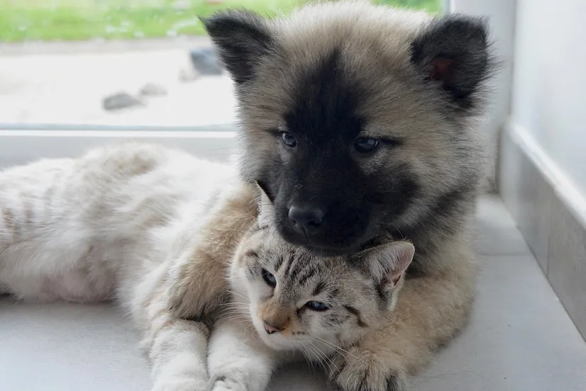 hond en kat jaclou dl pixabay