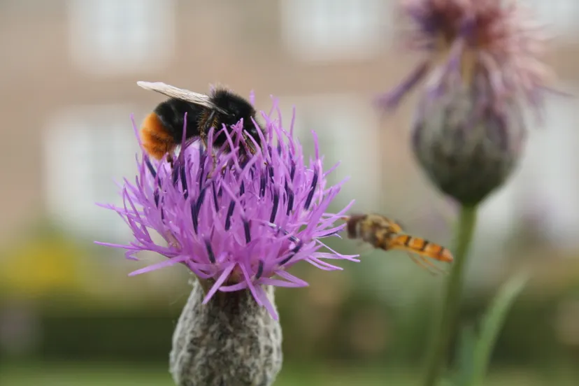 honingbij op knoopkruid yhoitink wikimedia