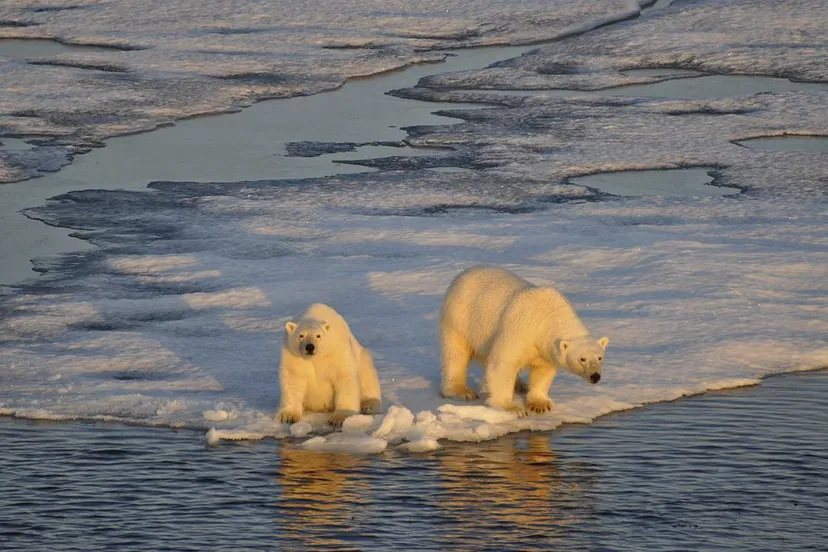 ijsberen u jb6psqib pixabay