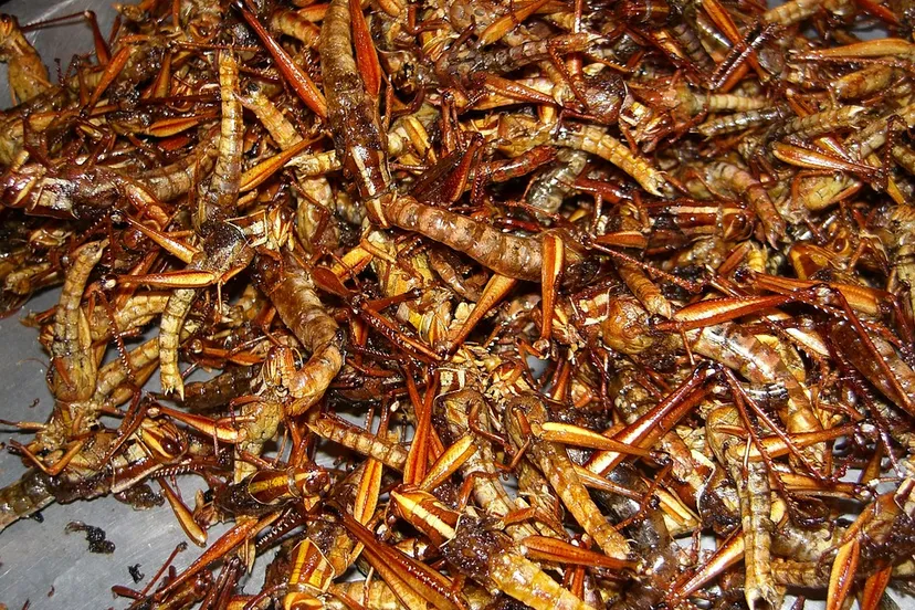 insecten gegrild rhiannon pixabay