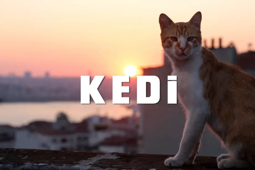 kedi