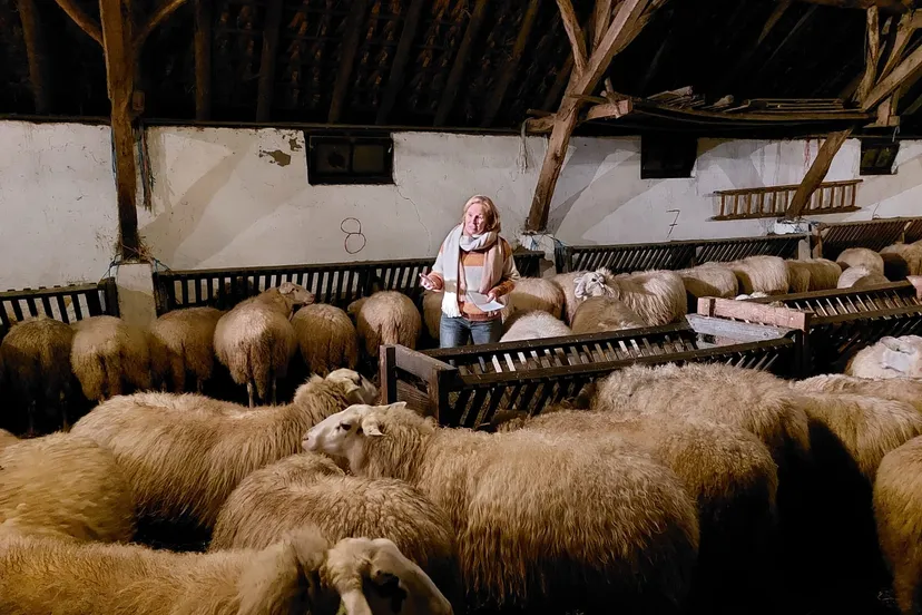 kerst 2021 schaapskooi