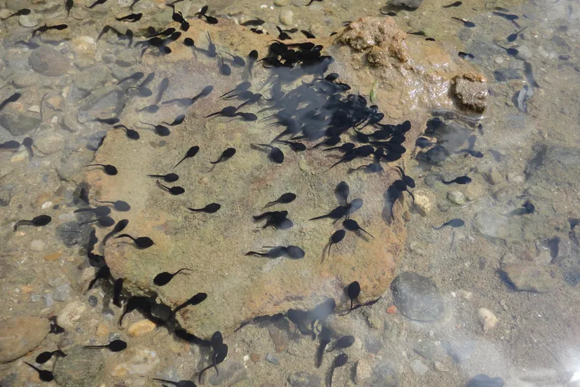 kikkervisje alfonso1967 pixabay