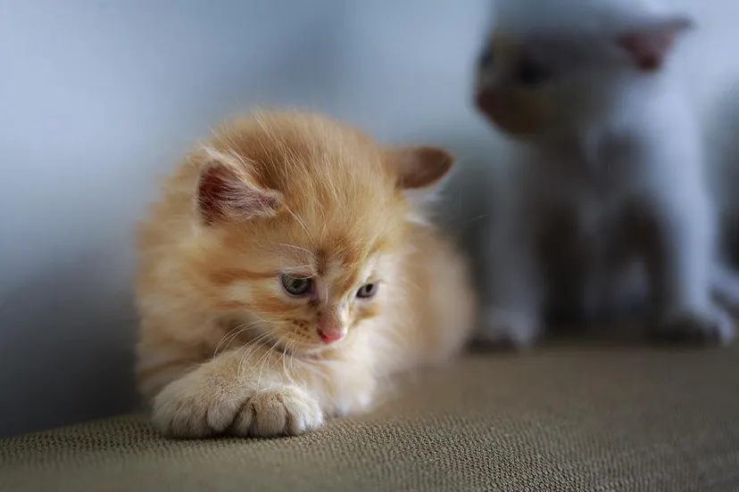 kitten quangpraha pixabay