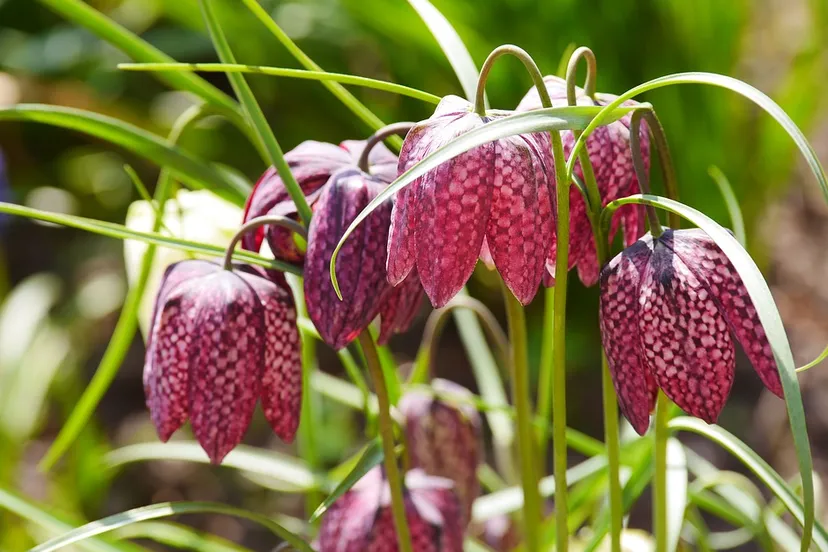 kivietsbloem hpgruesen pixabay