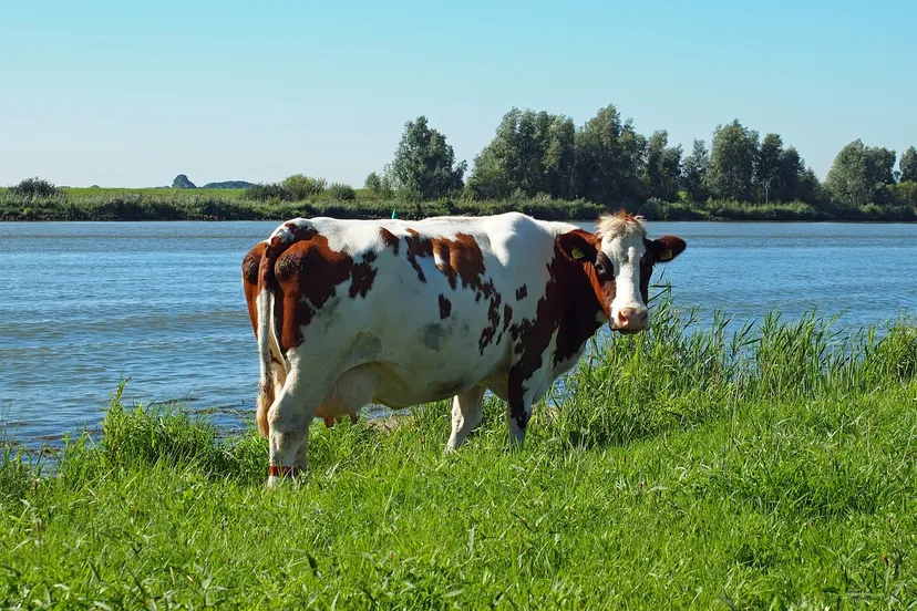 koe bij de rivier abeijeman pixabay