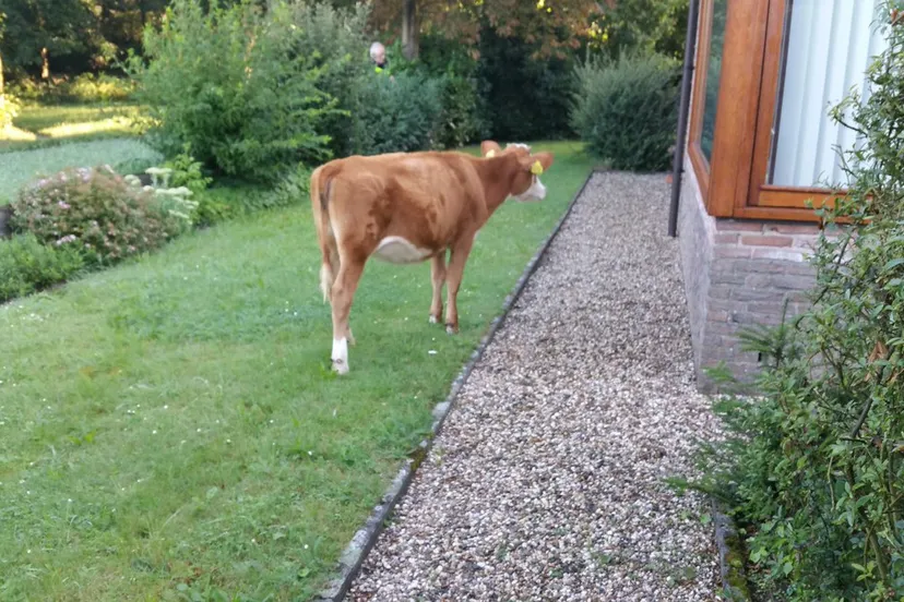 koe in tuin piet enklaar