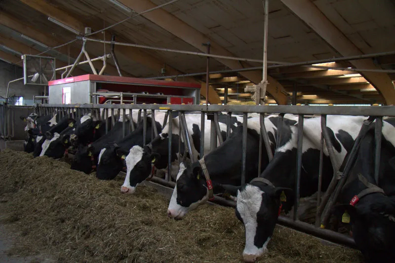 koeien boersberg henk van loenen 2