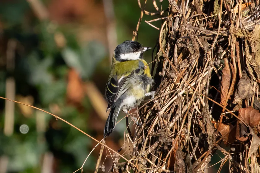 koolmees theotherkev pixabay