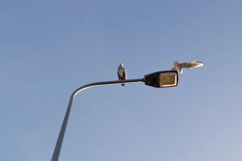 lantaarnpaal skitterphoto pixabay