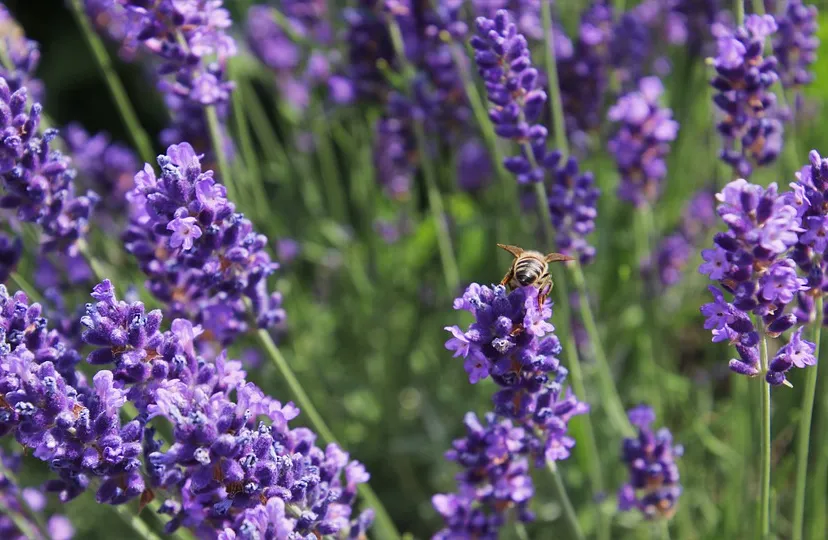 lavendel pasja1000 pixabay
