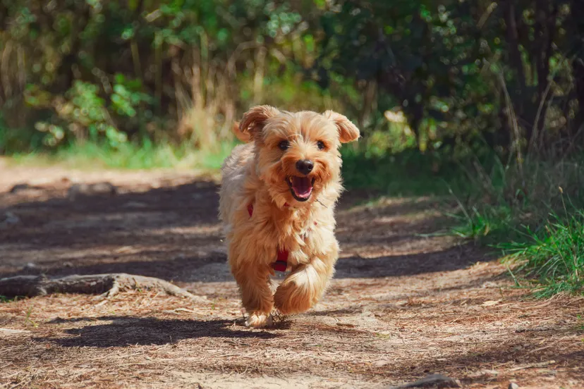 loslopende hond zoe gammon pixabay
