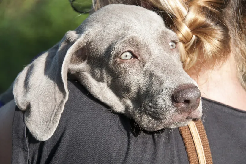 mens en huisdier romek pixabay