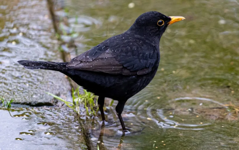 merel pixabay theotherkev