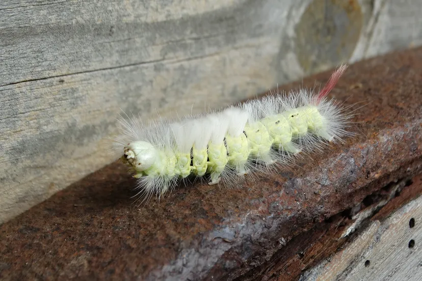 meriansborstel kadisha pixabay