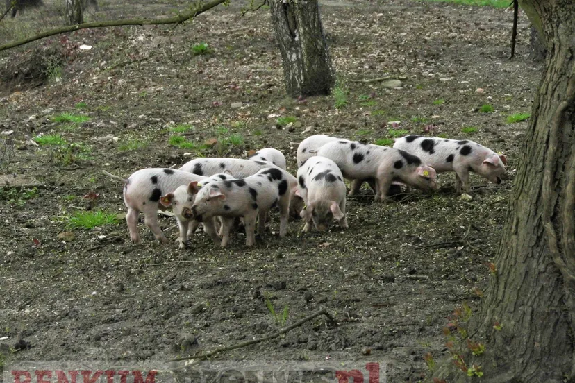 nico bovenweg 2018 6