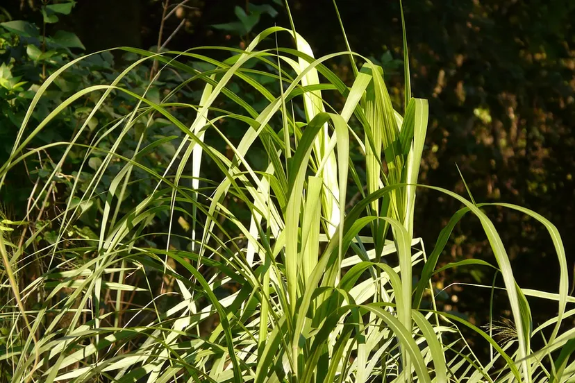 olifantengras hans pixabay