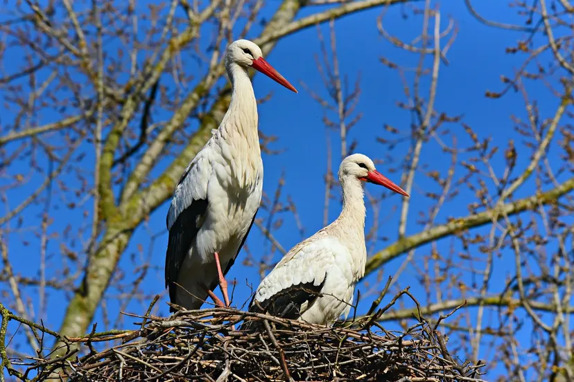 ooievaars mabel amber pixabay