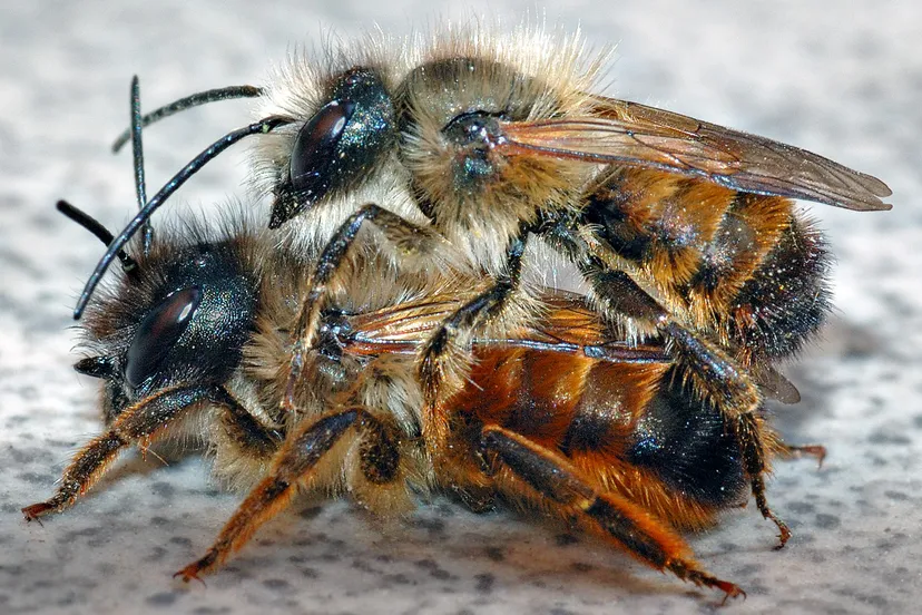 osmia rufa couple aka rosse metselbij andr karwath wikimedia cc by sa 25