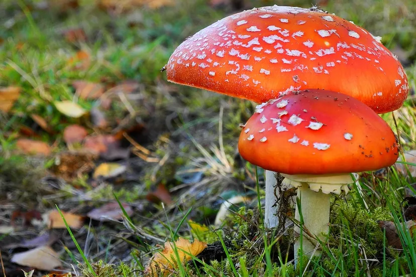 paddestoelen ralfor pixabay